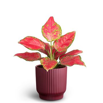 Aglaonema commutatum