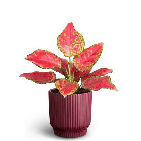 Aglaonema commutatum