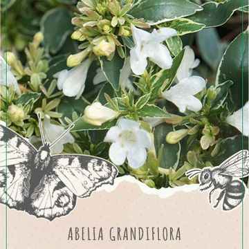 Abelia x grandiflora LUCKY LOTS