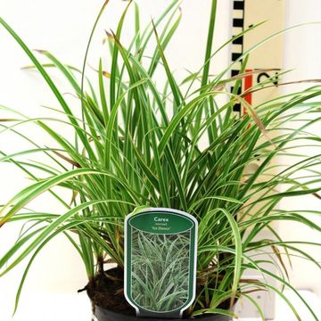 Carex morrowii 'Ice Dance'