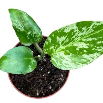 Monstera deliciosa 'Bulbasaur'