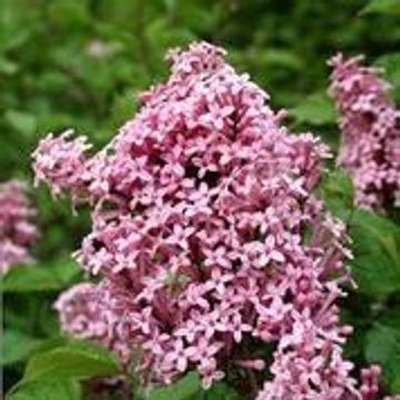 Syringa meyeri FLOWERFESTA PINK