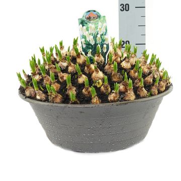 Muscari armeniacum 'Siberian Tiger'