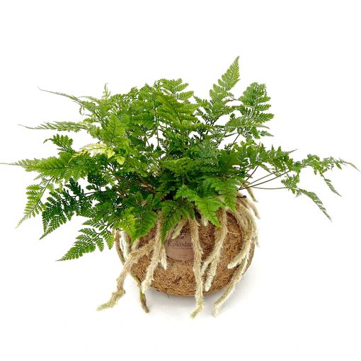 Humata tyermannii (P17 cm H25 - 35 cm) – Plant Wholesale FlorAccess