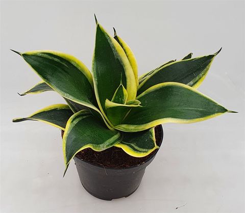 Sansevieria trifasciata BLACK STAR