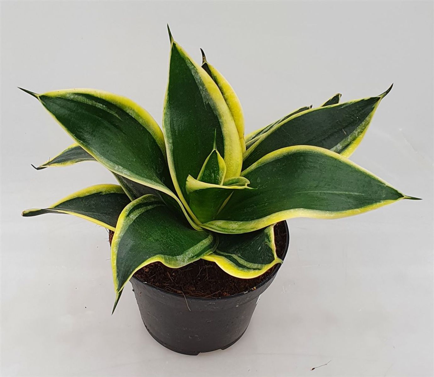 Sansevieria trifasciata BLACK STAR  Plant Wholesale FlorAccess