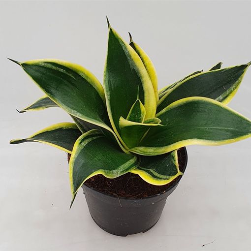 Sansevieria trifasciata BLACK STAR