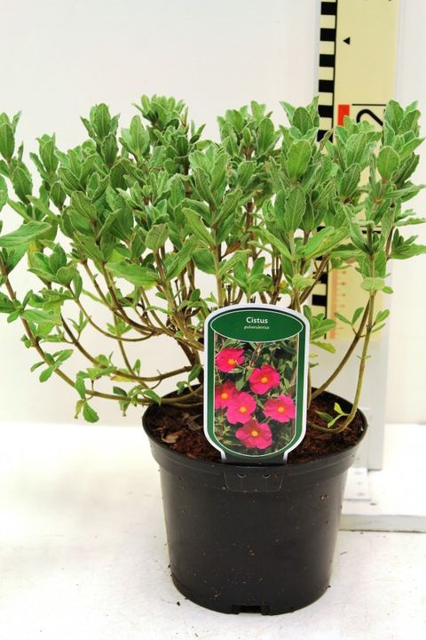 Cistus x pulverulentus