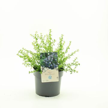 Ceanothus 'Blue Mound'