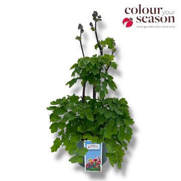 Thalictrum 'Black Stockings'