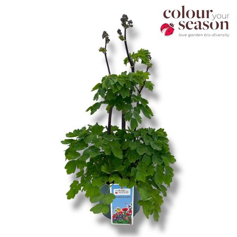 Thalictrum 'Black Stockings'