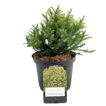 Cryptomeria japonica 'Vilmorin Gold'