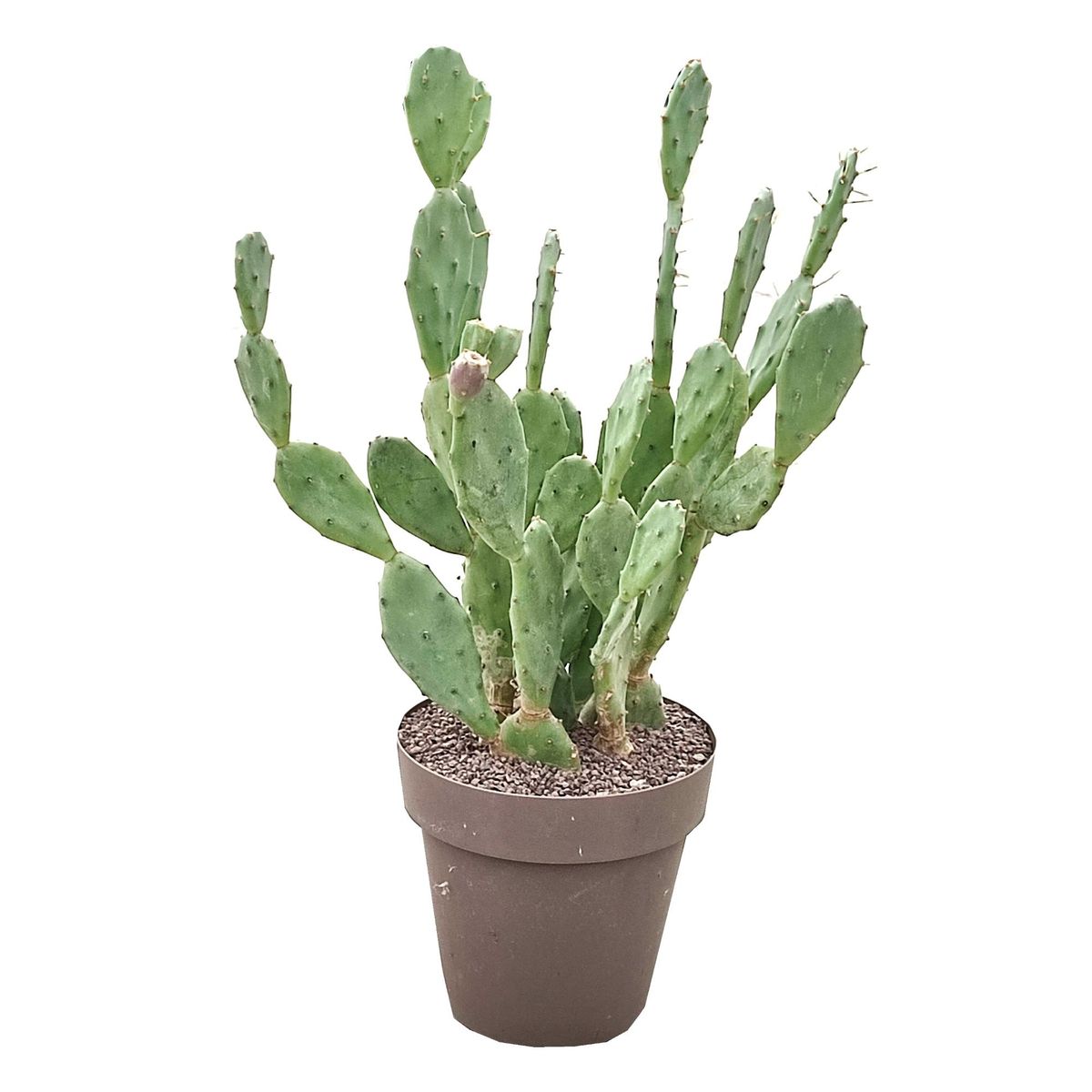 Opuntia vulgaris — Рослини оптом FlorAccess