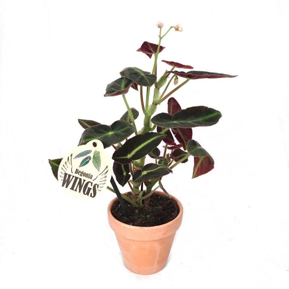 begonia-listada-plant-wholesale-floraccess