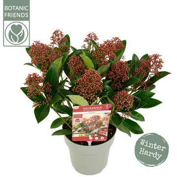 Skimmia japonica 'Rubella'