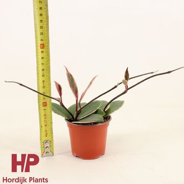 Hoya carnosa 'Tricolor Flamingo Dream'