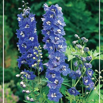 Delphinium 'Blue Bird'