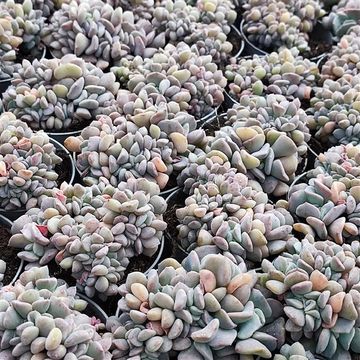 Echeveria 'Cubic Frost Cristata'