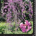 Cercis canadensis LAVENDER TWIST