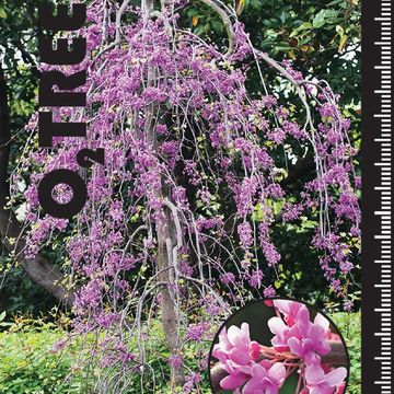 Cercis canadensis LAVENDER TWIST