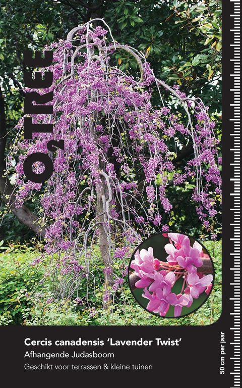Cercis canadensis ЛАВАНДЕР ТВИСТ