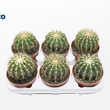 Ferocactus schwarzii