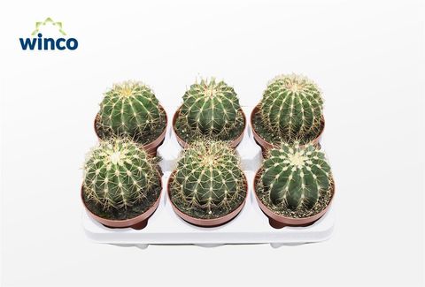 Ferocactus schwarzii