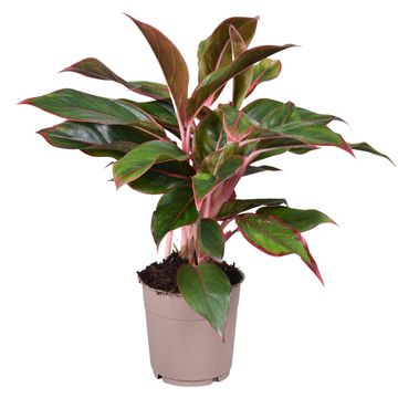 Aglaonema LIGHT STAR