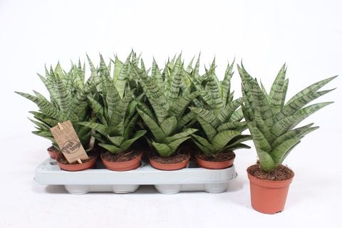 Sansevieria 'Tough Lady'