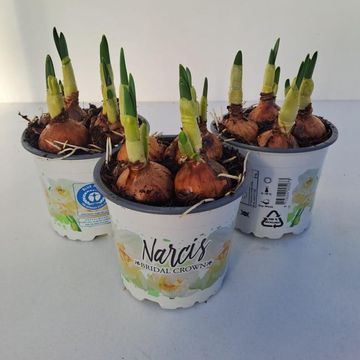 Narcissus 'Bridal Crown'