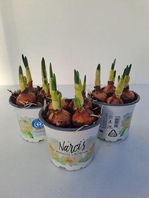 Narcissus 'Bridal Crown'