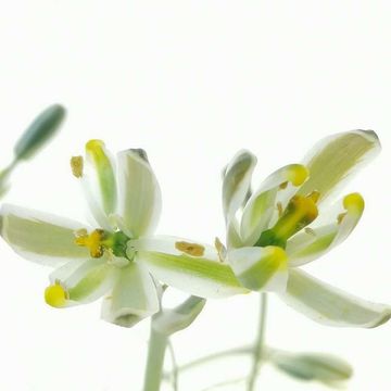 Albuca humilis