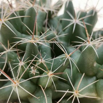 Coryphantha andreae