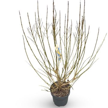 Forsythia x intermedia WEEK-END