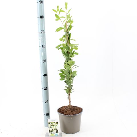 Exochorda 'The Bride'