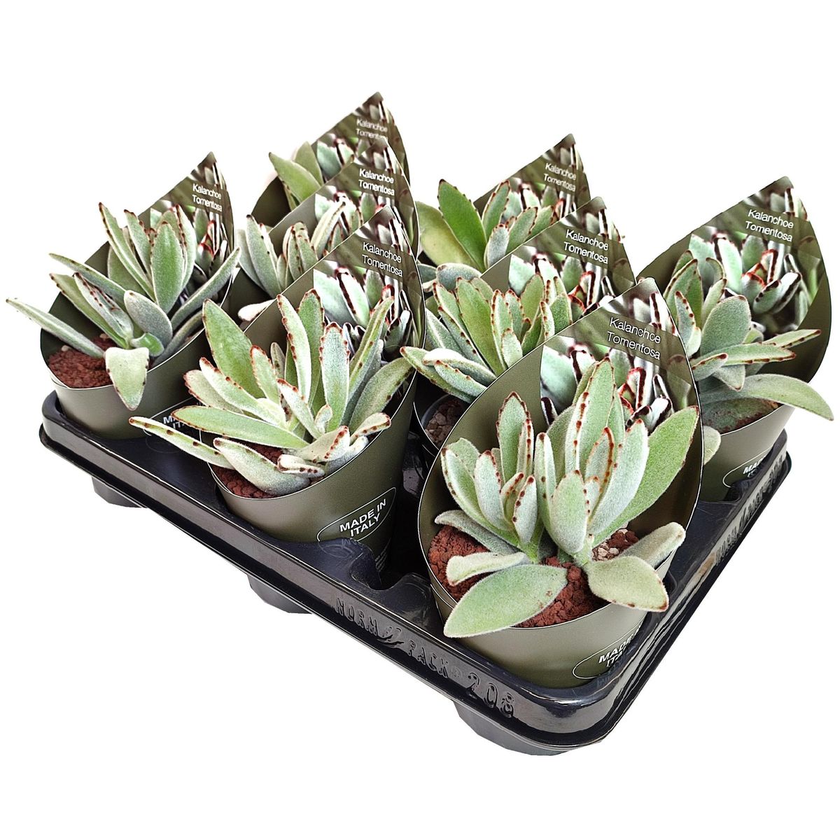 Kalanchoe tomentosa — Plant Wholesale FlorAccess
