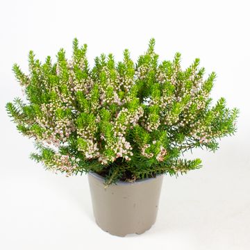 Erica vagans 'Alba'