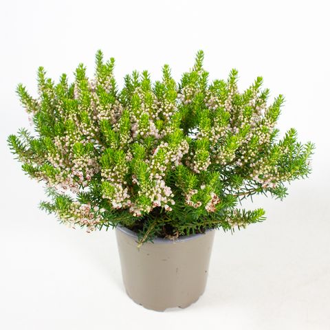 Erica vagans 'Alba'