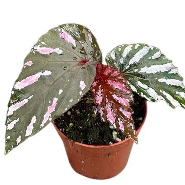 Begonia brevirimosa