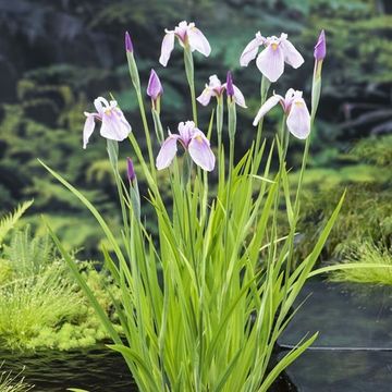 Iris laevigata 'Rose Queen'
