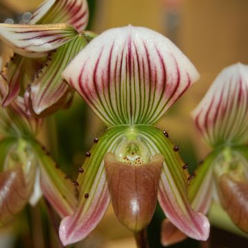 Paphiopedilum thailandense