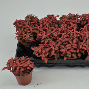 Fittonia verschaffeltii 'Forest Flame'