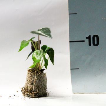 Alocasie BAMBINO ARROW