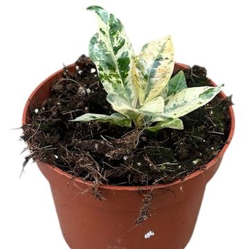 Ficus elastica 'Shivereana Moonshine'