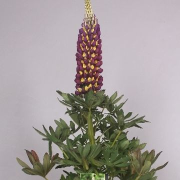 Lupinus WEST COUNTRY MANHATTAN LIGHTS