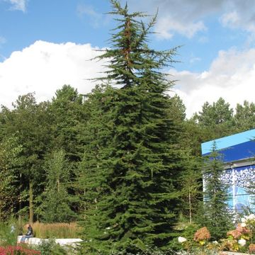 Cedrus libani