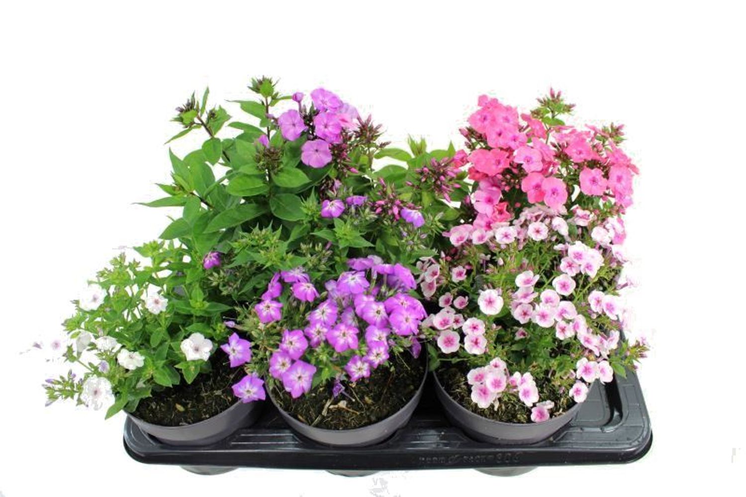 phlox-paniculata-mix-plant-wholesale-floraccess