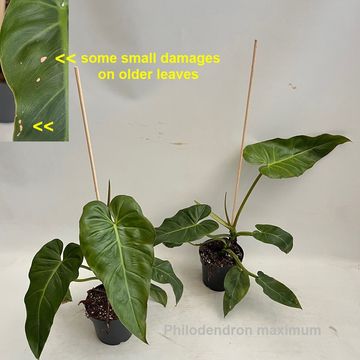 Philodendron maximum