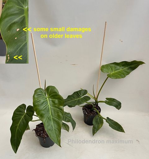 Philodendron maximum