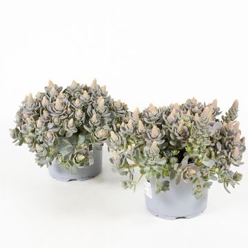 Orostachys iwarenge